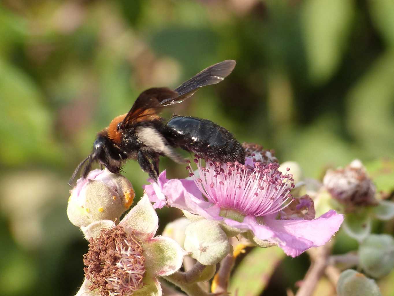 Andrena bicolor? No. Femmina di Andrena thoracica